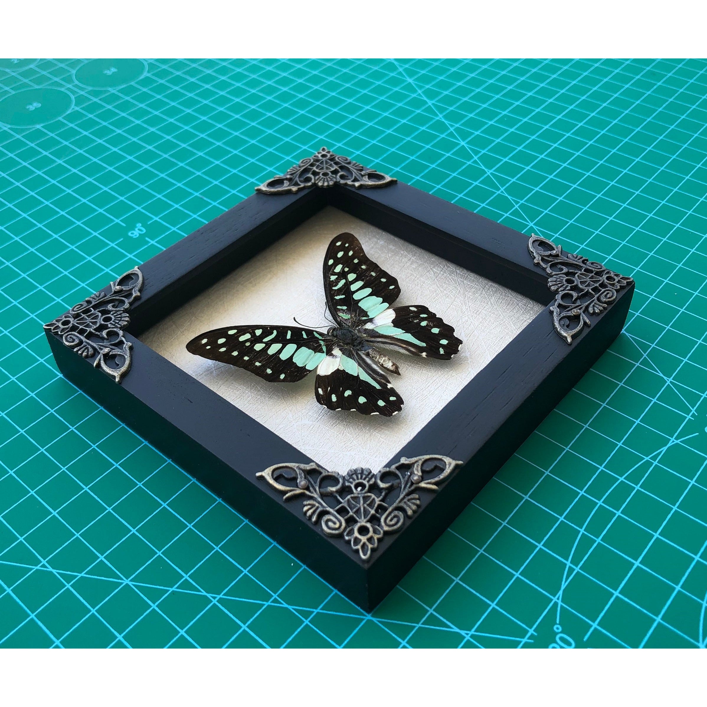 2 Real Butterfly Entomology Wooden Frame | Handmade Shadow Box Insect Oddity Taxidermy Taxadermy Wall Art Decoration - Vinacreations