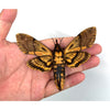 Load image into Gallery viewer, 2 Real Death Head Moth Acherontia Spread Mounted Skull Moth Silence lambs Entomology Dead Insect Dried Butterfly Taxadermy Taxidermy Oddity - Vinacreations