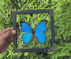 Load and play video in Gallery viewer, Vinatimes Real Framed Morpho Butterfly Handmade Glass Frame Shadow Box Dried Insect Lover Taxidermy Dead Bug Specimen Display Tabletop Wall Art Hanging Decoration Home Decor Living Reading Gallery K19-22-KINH