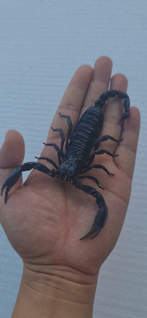 Pack of 6 Real Giant Scorpion 7” Large Beetle Insect Bug Entomology Taxidermy Oddity Taxadermy