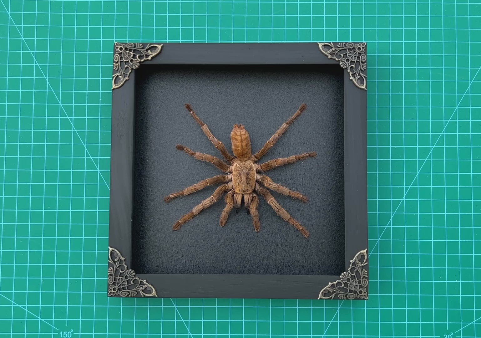 Real Framed Spider Shadow Box Bug Insect Unique Entomology Specimen Oddity Taxidermy Collection Tabletop Wall Art Home Decor Living Gallery K16-56-DE