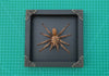 Load and play video in Gallery viewer, Real Framed Spider Shadow Box Bug Insect Unique Entomology Specimen Oddity Taxidermy Collection Tabletop Wall Art Home Decor Living Gallery K16-56-DE