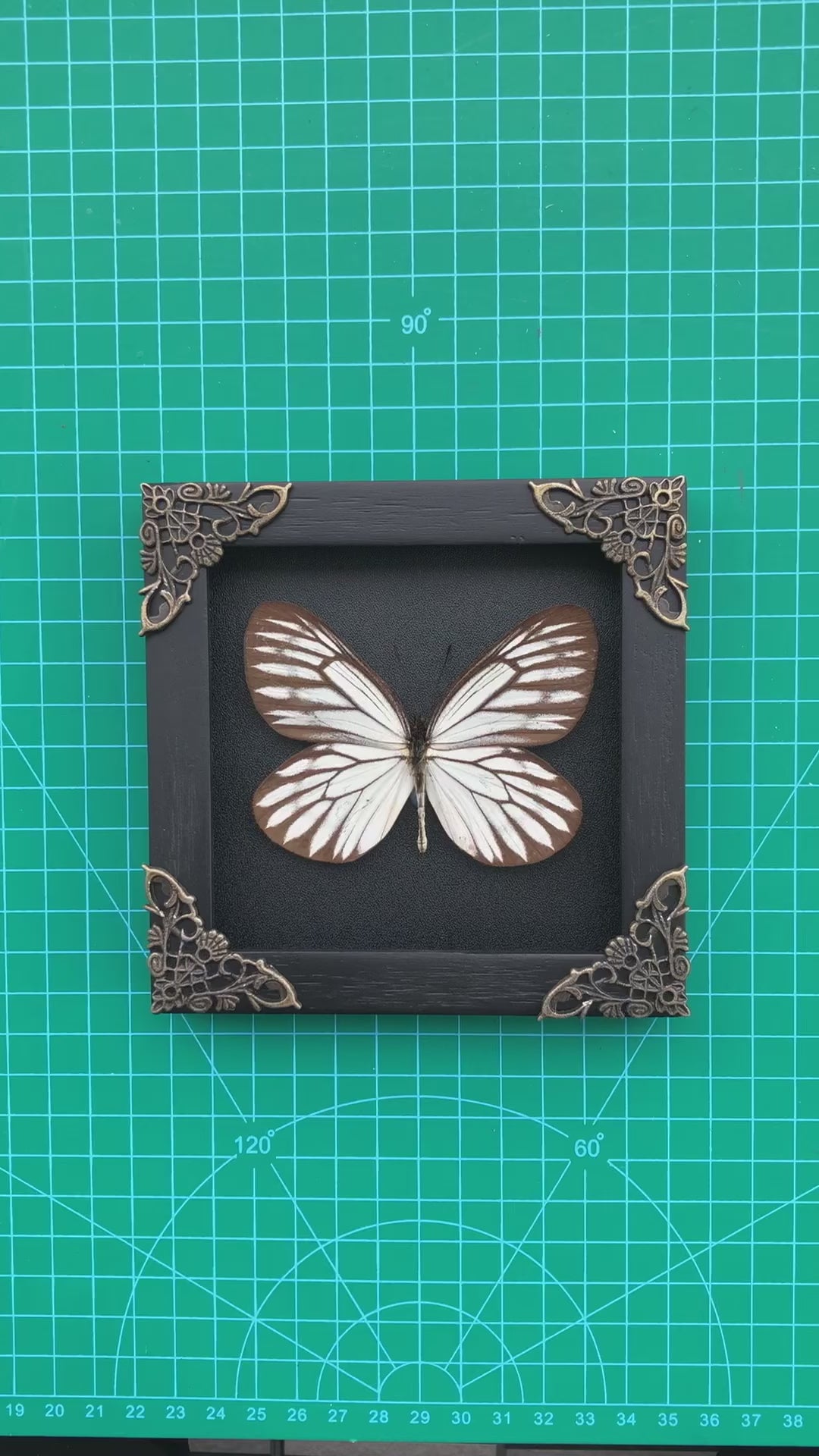 Real Framed Butterfly Black Wooden Shadow Box Dried Insect Lover Taxidermy Dead Bug Taxadermy Specimen Display Wall Art Hanging Decoration