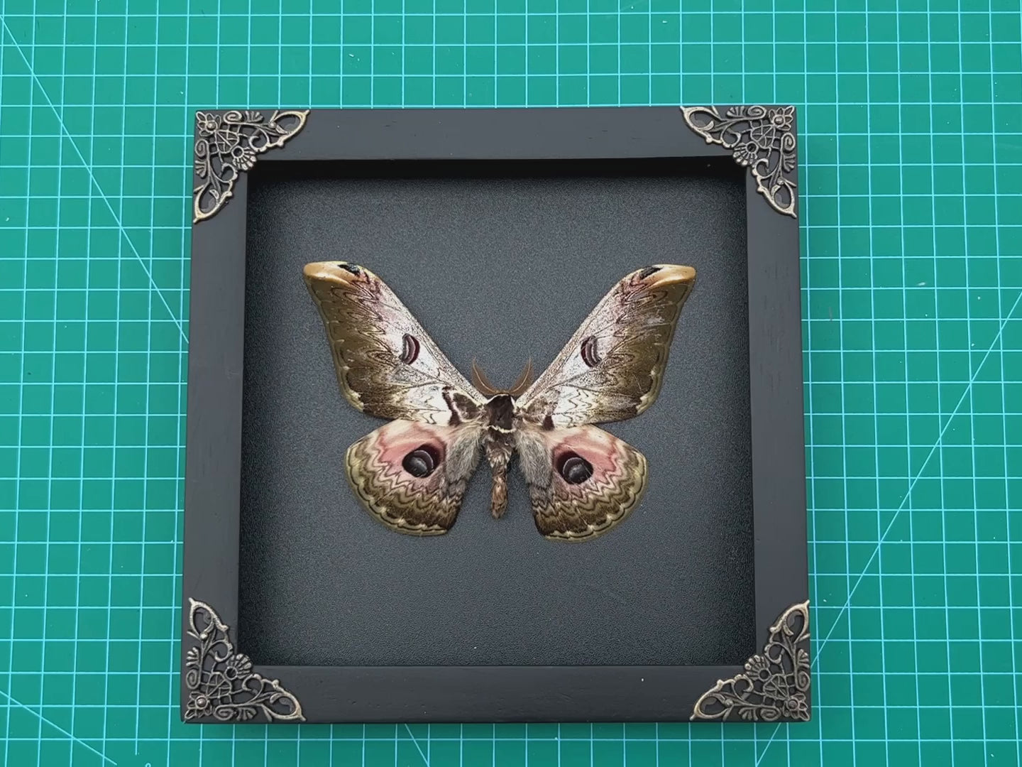 Real Framed Butterfly Black Wooden Shadow Box Dried Saturniidae Insect Lover Taxidermy Dead Bug Taxadermy Specimen Display Wall Art Hanging Decoration