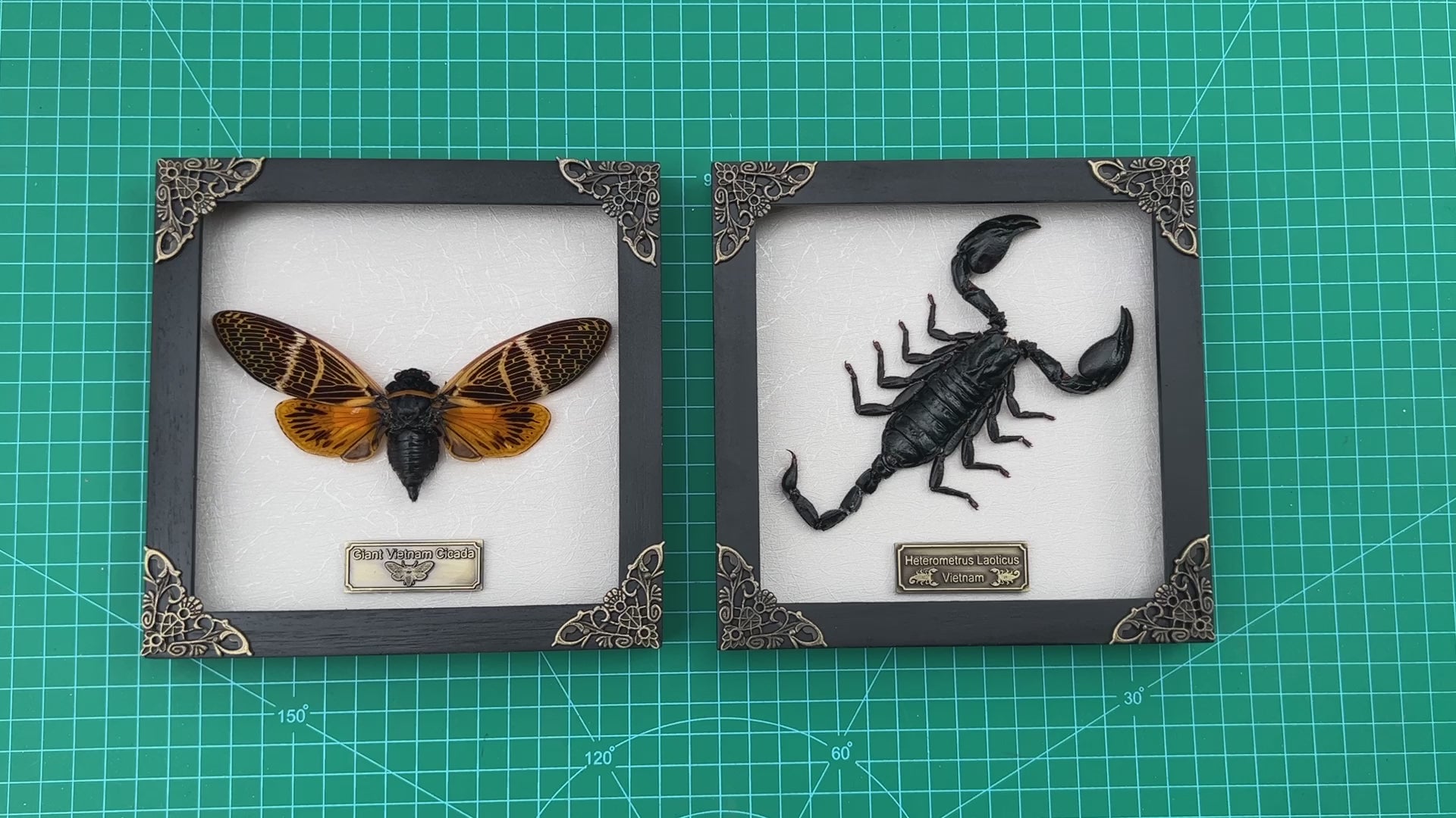 Pack of 2 Real Framed Scorpion Cicada Beetle Shadow Box Insect Unique Taxidermy Collectables Tabletop Wall Art Home Decor Living Gallery K16-50TR51TR