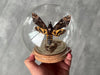 Load and play video in Gallery viewer, Real Death Head Moth Acherontia Glass Dome Butterfly Hawkmoth Skull Moth Vietnamese Insect Silence of the Lambs