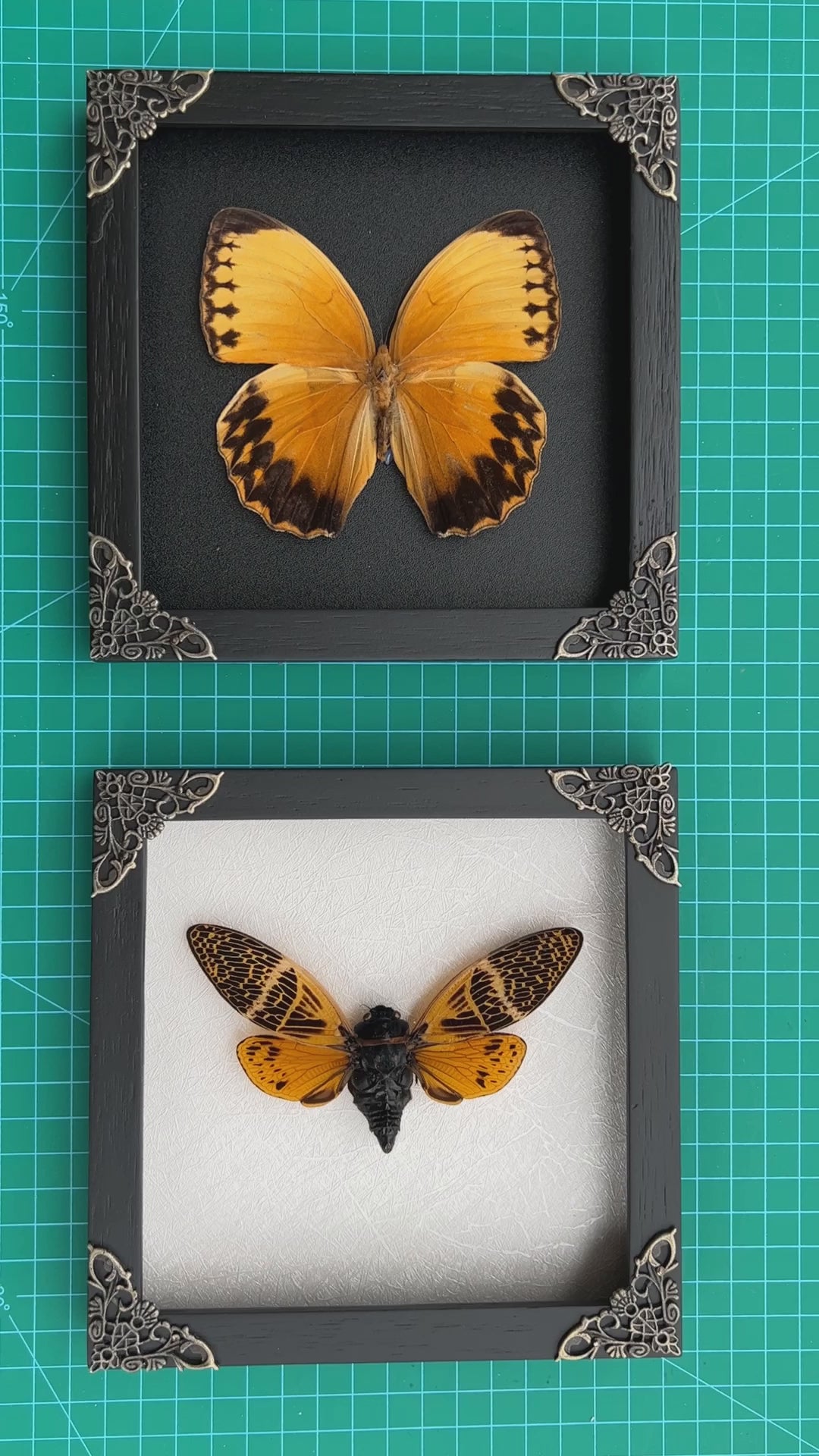 Pack of 2 Real Butterfly and Cicada Beetle Wooden Frame | Handmade Shadow Box Insect Oddity Taxidermy Taxadermy Wall Art Decoration