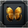 Load image into Gallery viewer, Real Framed Butterfly Wooden Shadow Box Insect Taxidermy - Stichopthalma Louisa