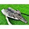 Natural Alligator Leather Crossbody Shoulder Bag, Casual Daypack Work Business - Vinacreations