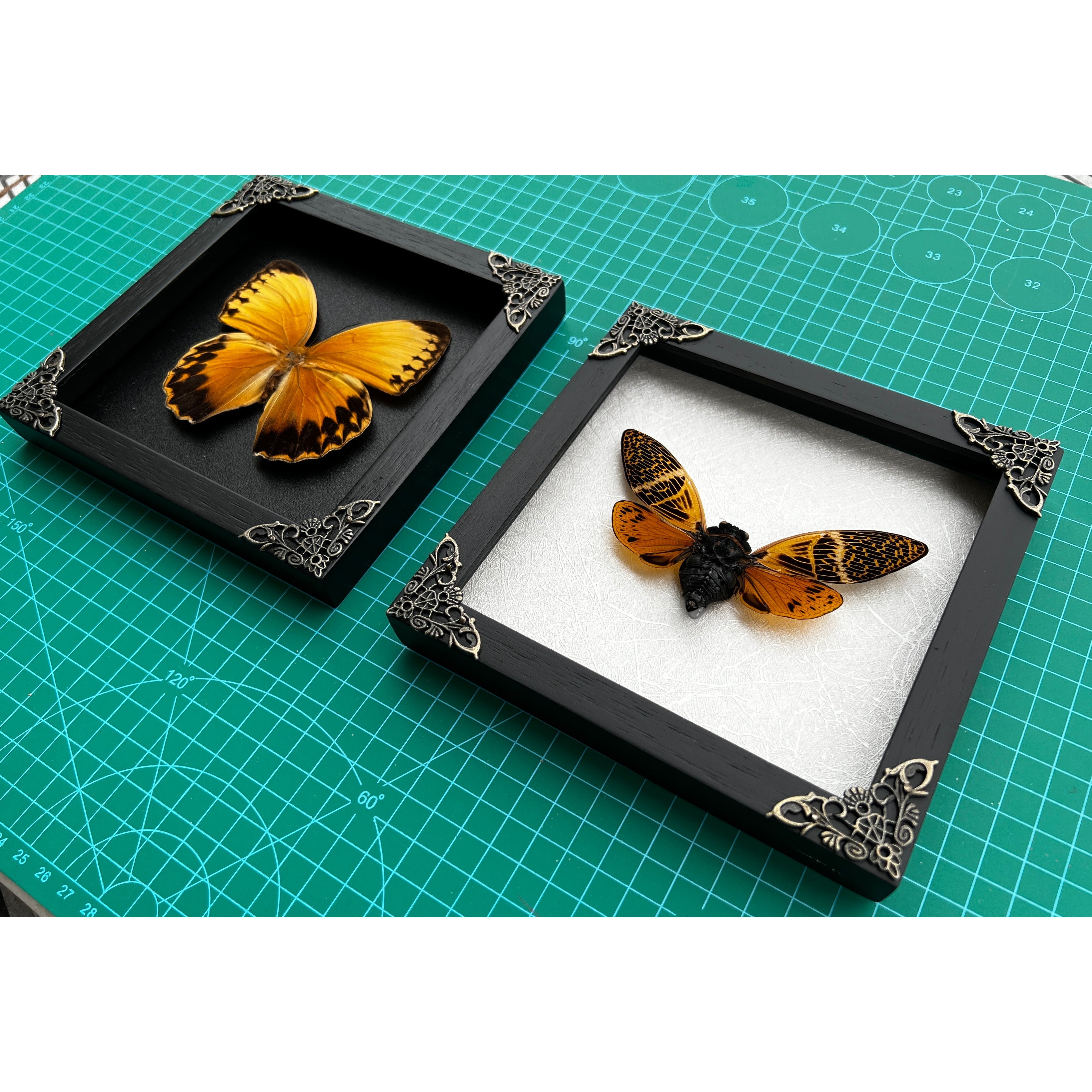 Pack of 2 Real Butterfly and Cicada Beetle Wooden Frame | Handmade Shadow Box Insect Oddity Taxidermy Taxadermy Wall Art Decoration - Vinacreations