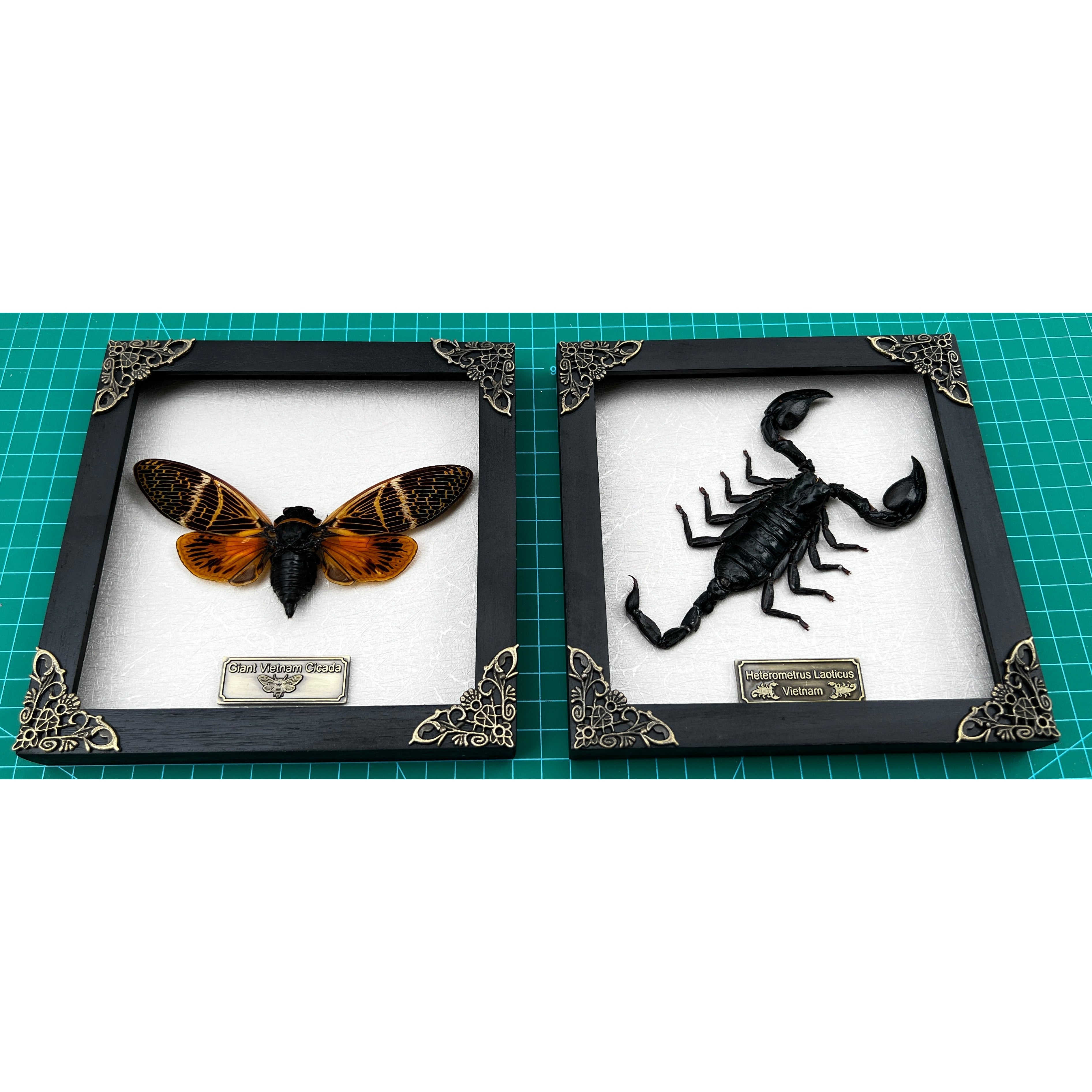 Pack of 2 Real Framed Scorpion Cicada Beetle Shadow Box Insect Unique Taxidermy Collectables Tabletop Wall Art Home Decor Living Gallery K16-50TR51TR - Vinacreations