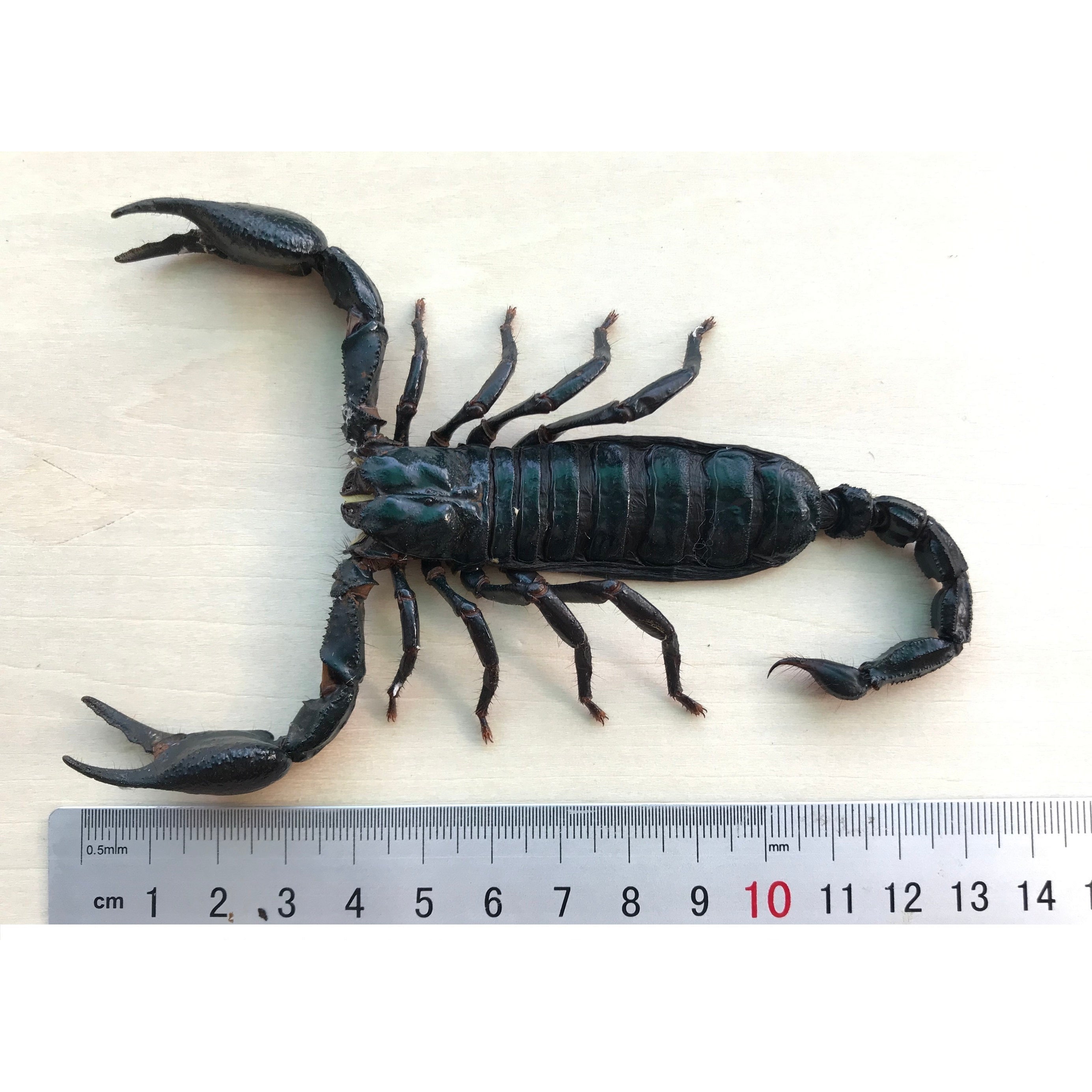 Real Giant Scorpion Beetle Insect Bug Entomology Taxidermy Oddity –  Vinacreations