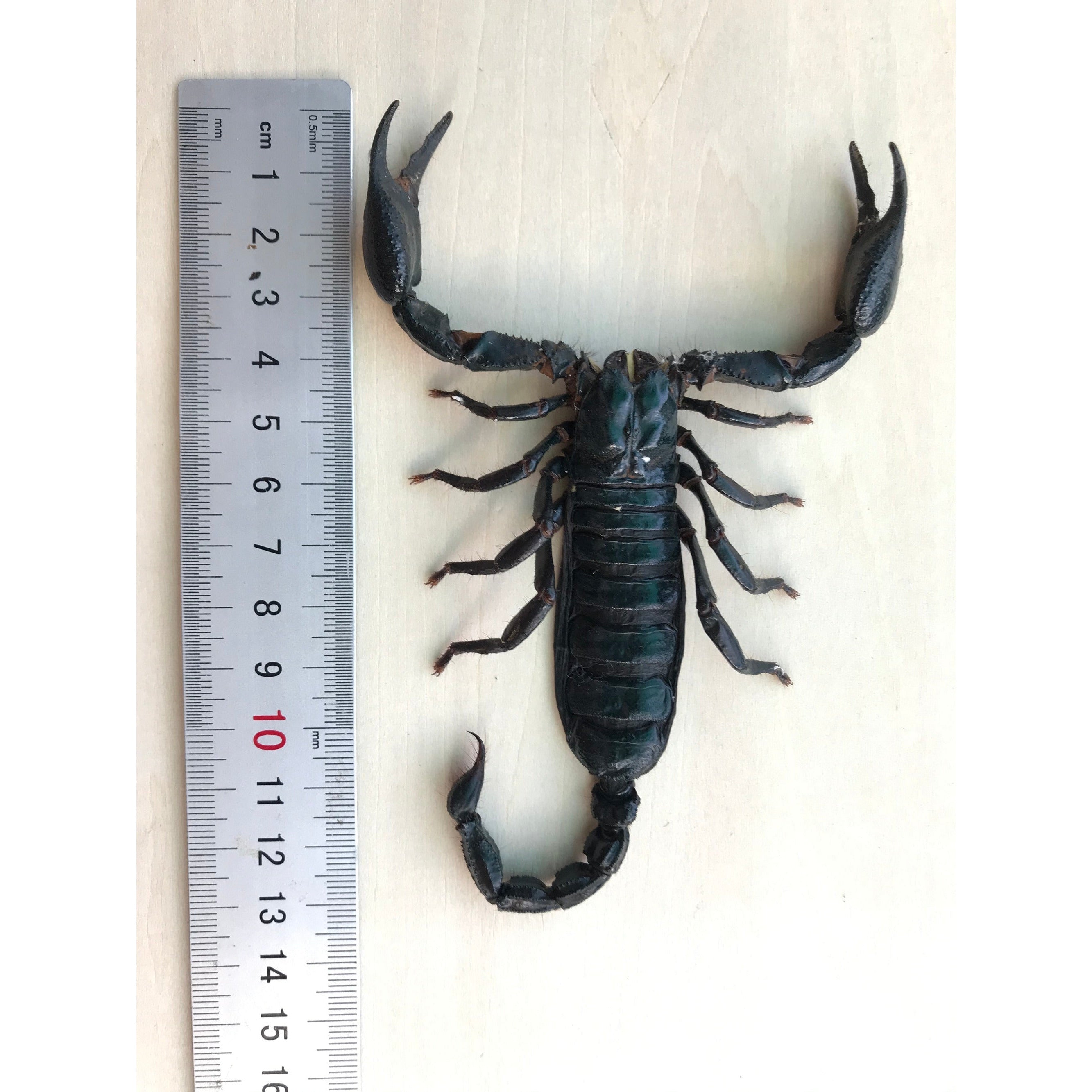 Pack of 6 Real Giant Scorpion 7” Large Beetle Insect Bug Entomology Taxidermy Oddity Taxadermy - Vinacreations