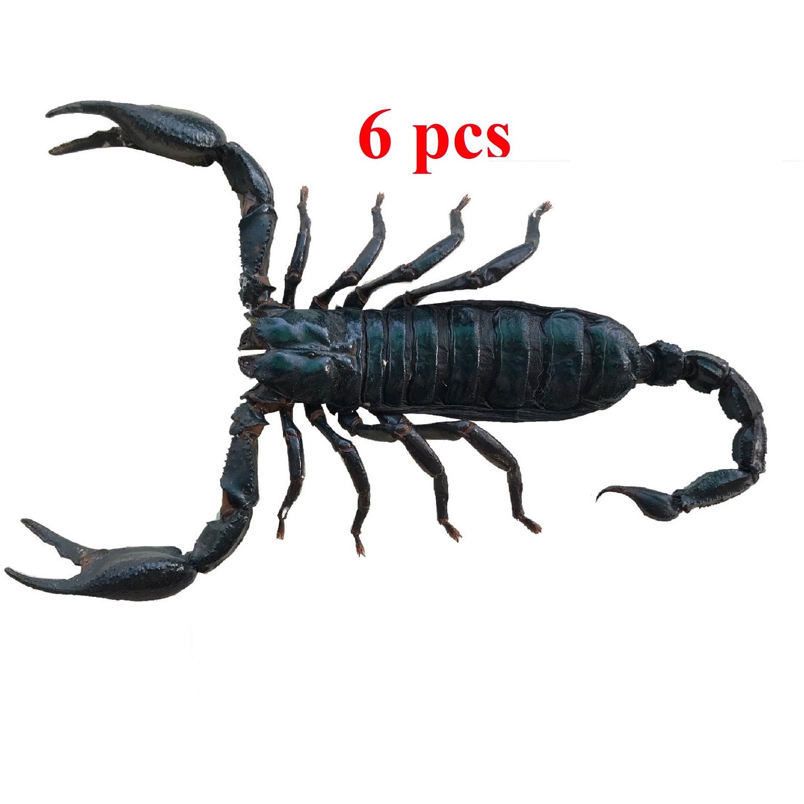 Pack of 6 Real Giant Scorpion 7” Large Beetle Insect Bug Entomology Taxidermy Oddity Taxadermy - Vinacreations