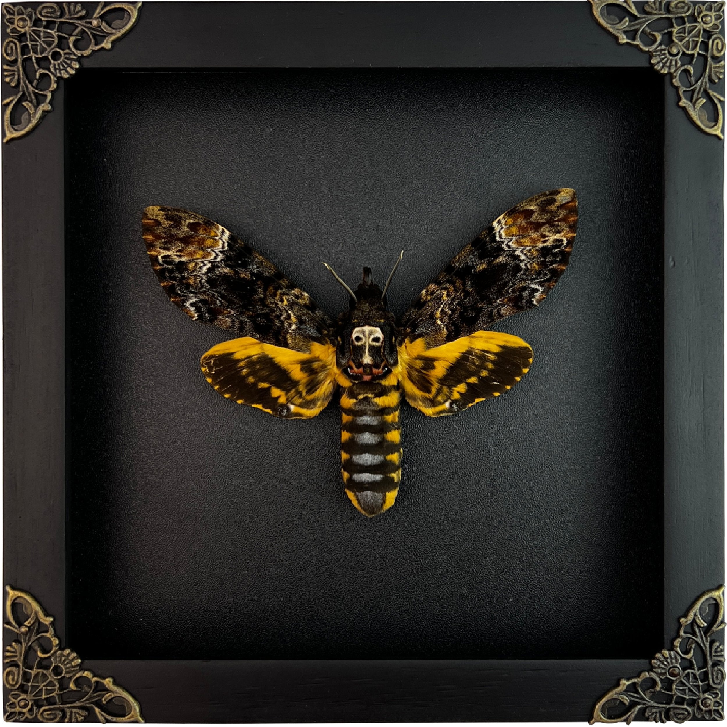 Real Death Head Moth Acherontia Entomology Wood Framed Black - Vinacreations