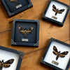 Load image into Gallery viewer, Real Death Head Moth Acherontia Entomology Wood Framed Black - Vinacreations