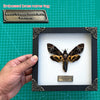 Load image into Gallery viewer, Real Death Head Moth Acherontia Entomology Wood Framed Black - Vinacreations