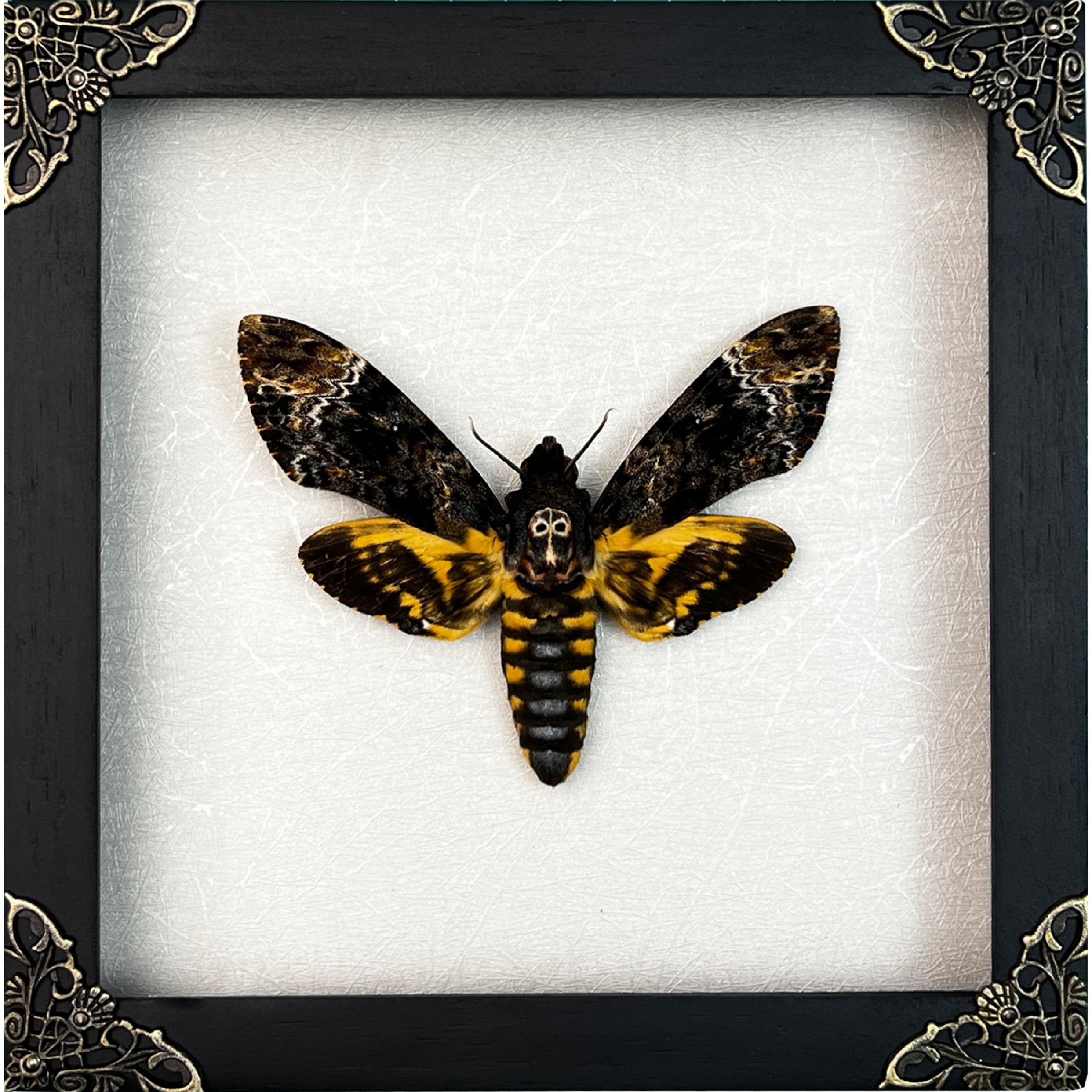 Real Death Head Moth Acherontia Entomology Wood Framed Black - Vinacreations