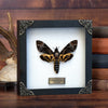 Real Death Head Moth Acherontia Entomology Wood Framed White - Vinacreations