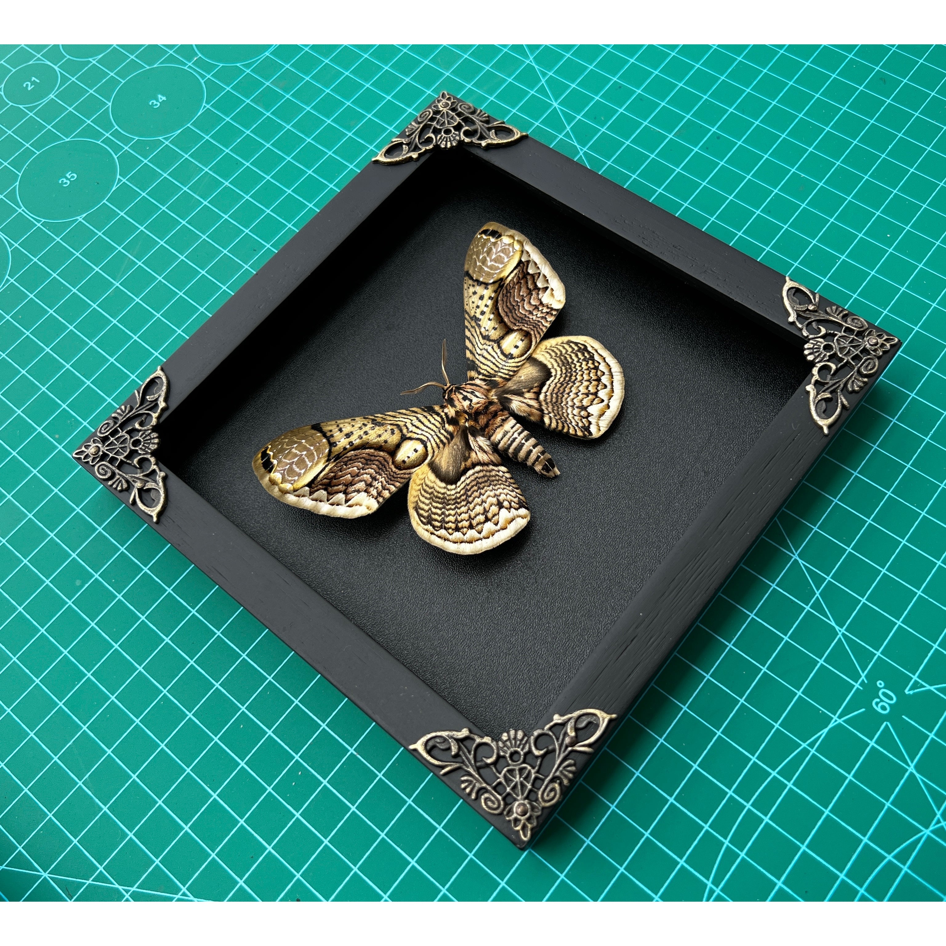Real Framed Butterfly Black Wooden Shadow Box Dried Brahmin Insect Lover Taxidermy Dead Bug Taxadermy Specimen Display Wall Art Hanging Decoration - Vinacreations