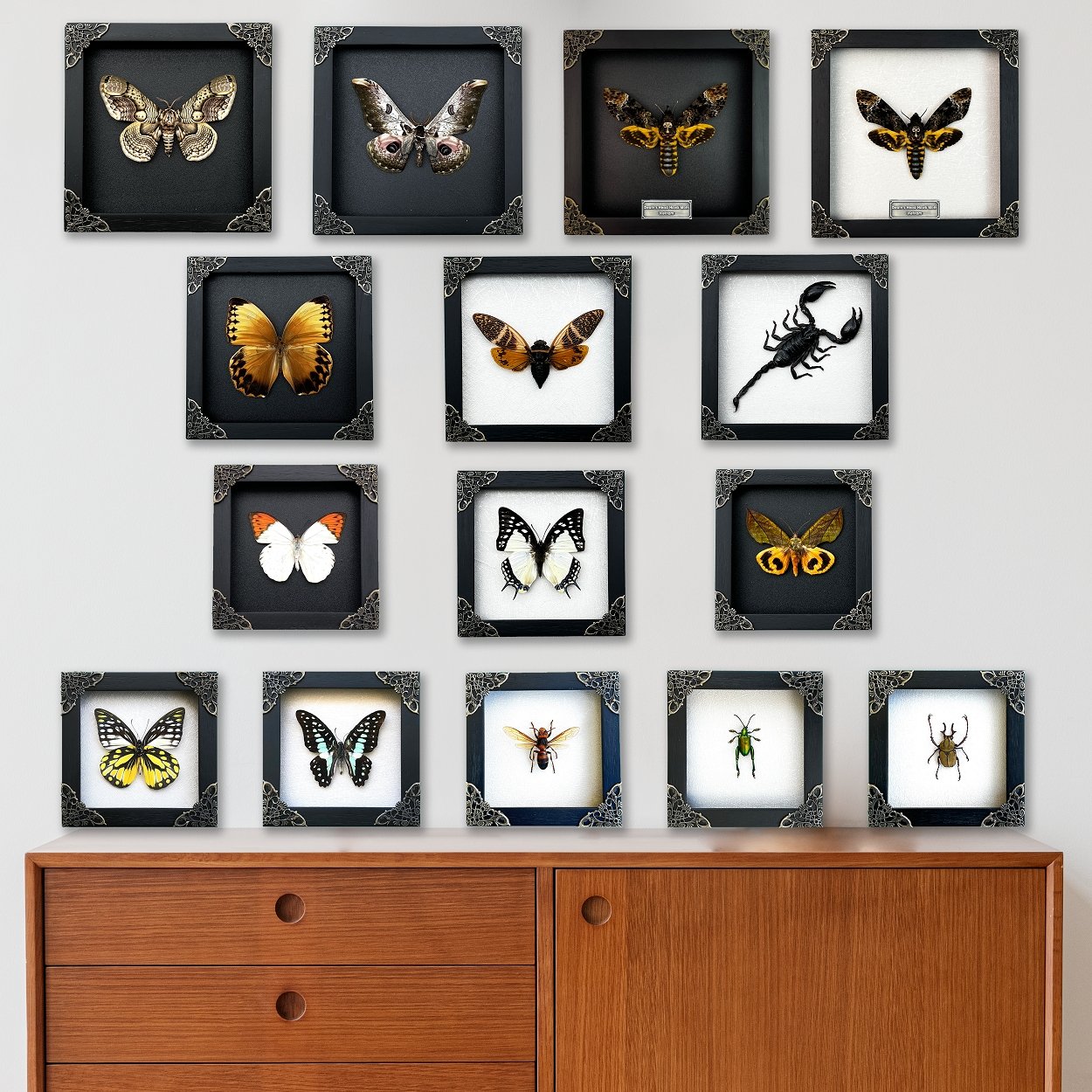 Real Framed Butterfly Black Wooden Shadow Box Dried Insect Lover Taxidermy Dead Bug Taxadermy Specimen Display Wall Art Hanging Decoration - Vinacreations