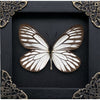 Load image into Gallery viewer, Real Framed Butterfly Black Wooden Shadow Box Dried Insect Lover Taxidermy Dead Bug Taxadermy Specimen Display Wall Art Hanging Decoration - Vinacreations