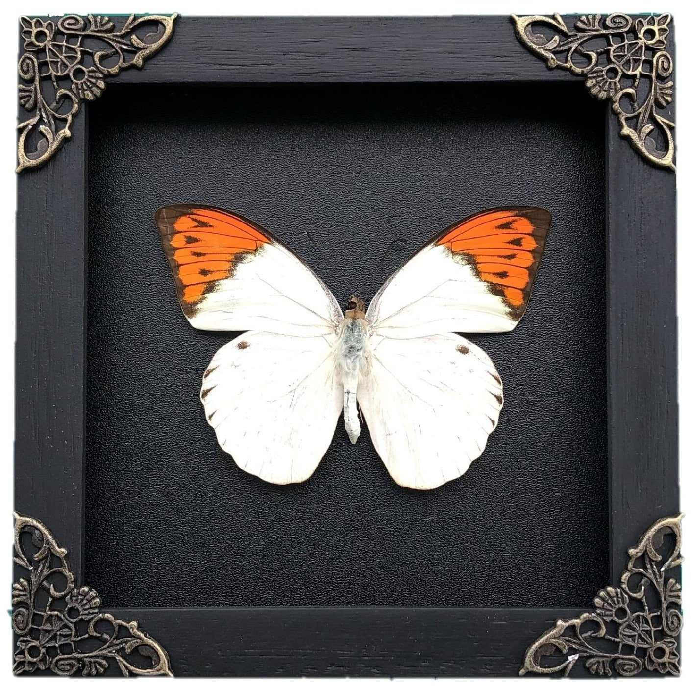 Real Framed Butterfly Black Wooden Shadow Box Dried Pieridae Insect Lover Taxidermy Dead Bug Taxadermy Specimen Display Wall Art Hanging Decoration - Vinacreations