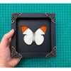Real Framed Butterfly Black Wooden Shadow Box Dried Pieridae Insect Lover Taxidermy Dead Bug Taxadermy Specimen Display Wall Art Hanging Decoration - Vinacreations