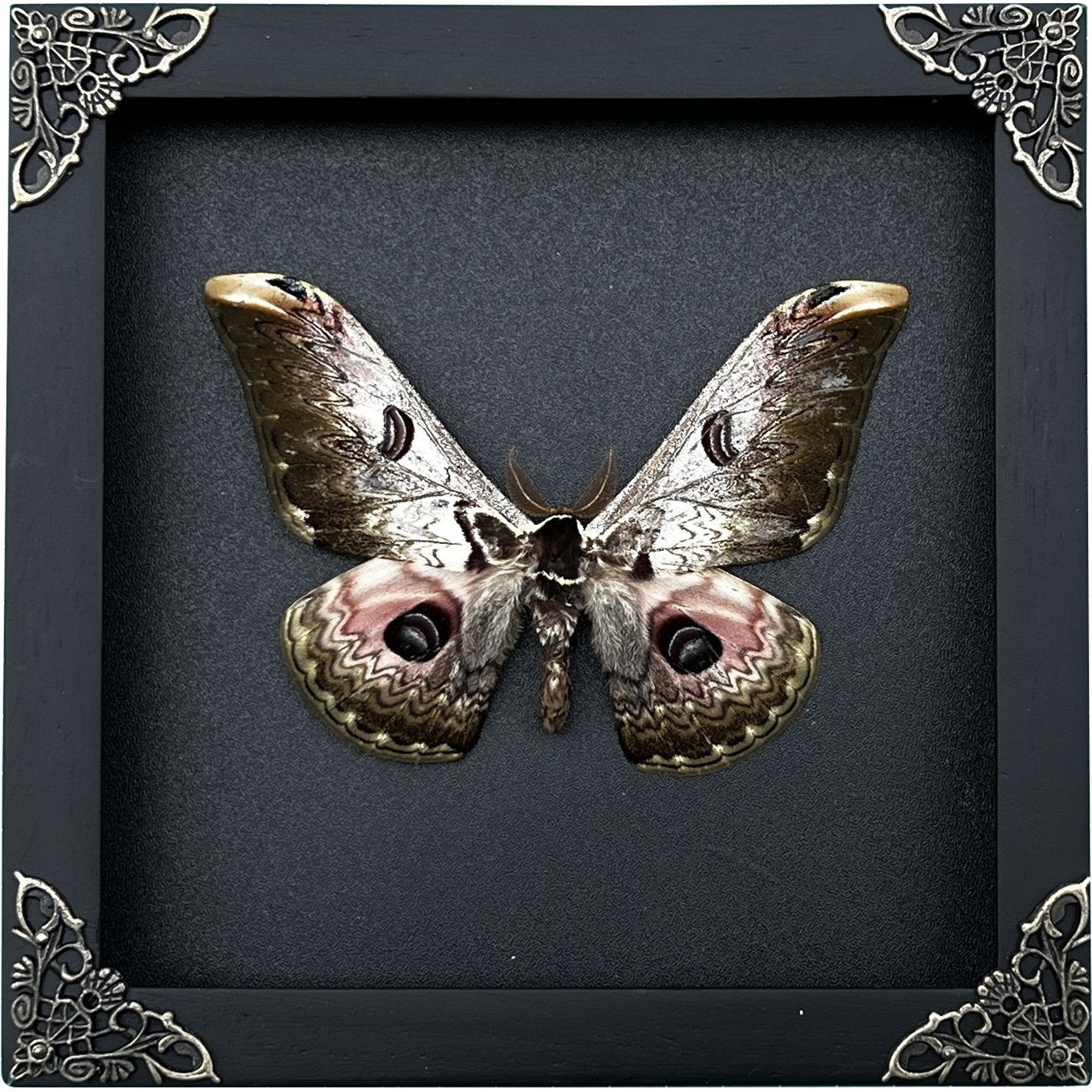 Real Framed Butterfly Black Wooden Shadow Box Dried Saturniidae Insect Lover Taxidermy Dead Bug Taxadermy Specimen Display Wall Art Hanging Decoration - Vinacreations