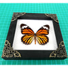 Real Framed Butterfly Handmade Shadow Box Vietnam Insect White Wood Frames Taxidermy Taxadermy Wall Art Decoration Artwork - Vinacreations