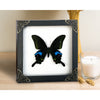 Real Framed Butterfly Moth Dead Insect Shadow Box Taxidermy Specimen Oddity Curiosities Tabletop Wall Art Hanging Collection Home Decor Living Gallery K16-15-TR - Vinacreations