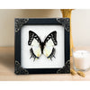 Load image into Gallery viewer, Real Framed Butterfly White Wooden Frame Shadow Box Dried Great Nawab Insect Taxidermy Taxadermy Specimen Display Wall Art Hanging Home Decor - Vinacreations