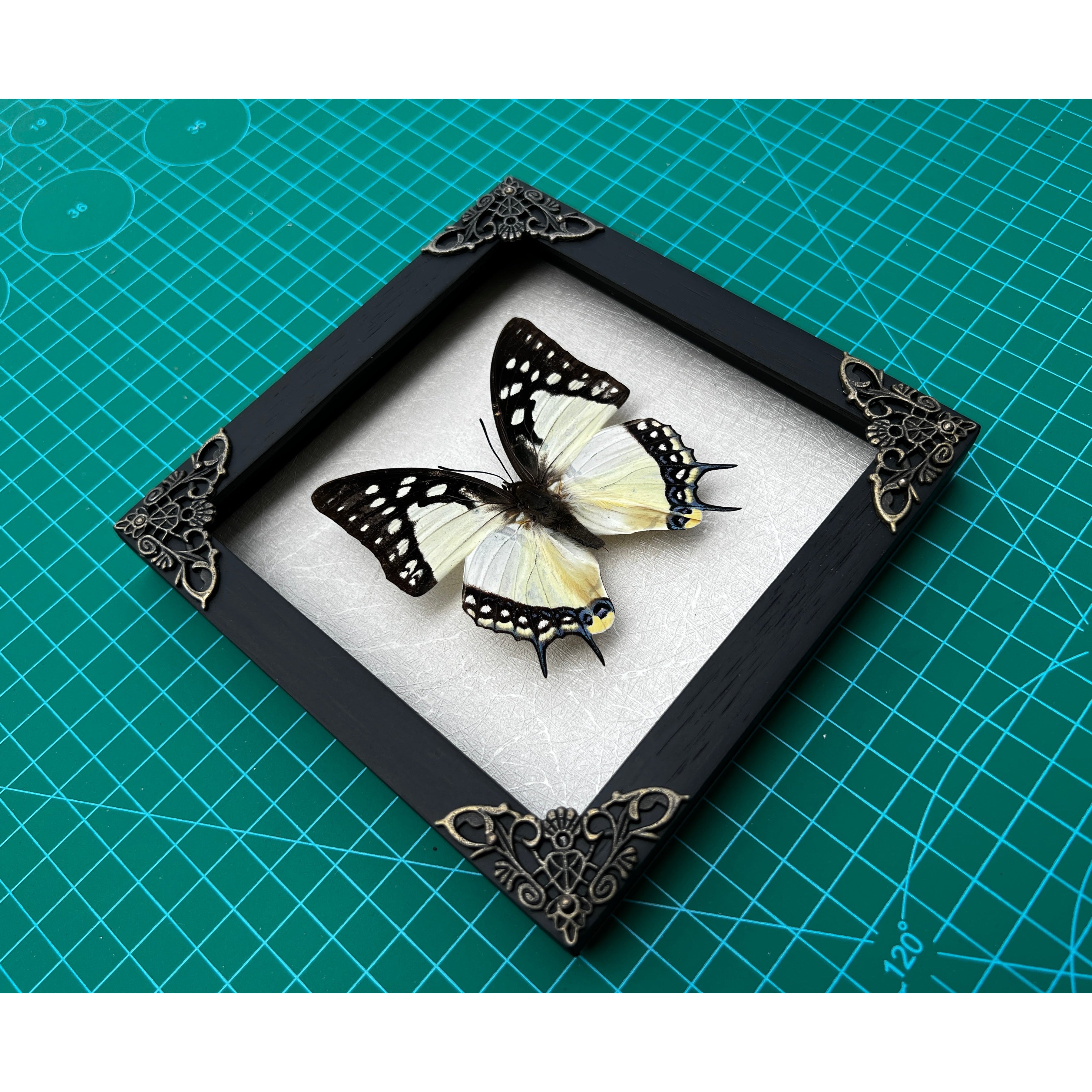 Real Framed Butterfly White Wooden Frame Shadow Box Dried Great Nawab Insect Taxidermy Taxadermy Specimen Display Wall Art Hanging Home Decor - Vinacreations