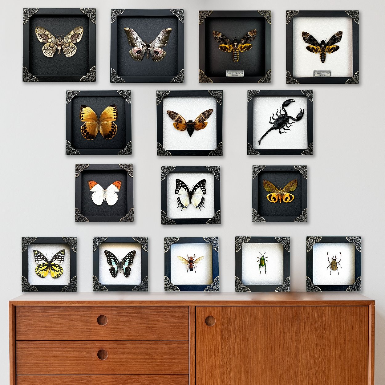 Real Framed Butterfly White Wooden Frame Shadow Box Dried Great Nawab Insect Taxidermy Taxadermy Specimen Display Wall Art Hanging Home Decor - Vinacreations