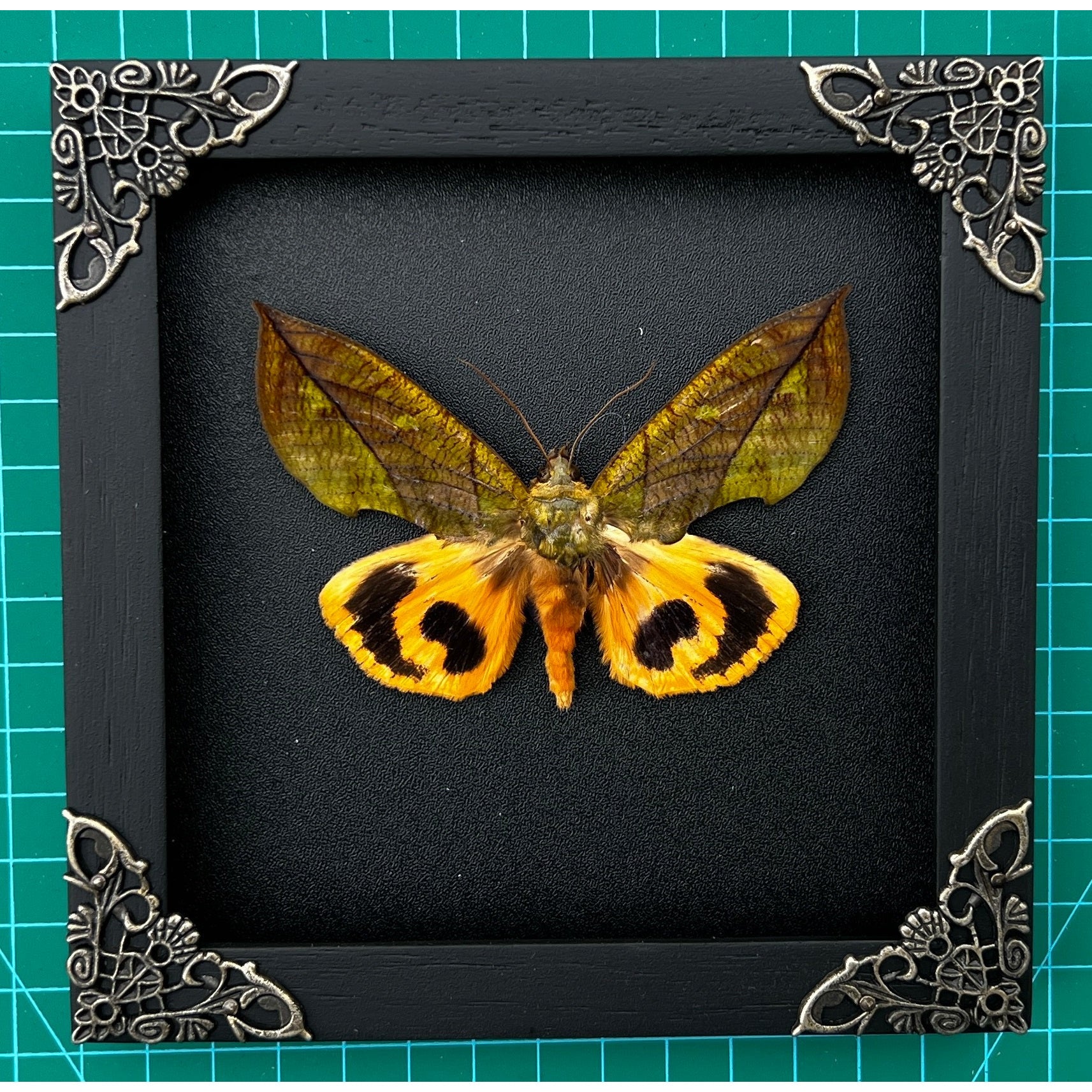 Real Framed Butterfly Wood Shadow Box Taxidermy Insect - Eudocima - Vinacreations