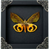 Real Framed Butterfly Wood Shadow Box Taxidermy Insect - Eudocima - Vinacreations