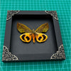 Load image into Gallery viewer, Real Framed Butterfly Wood Shadow Box Taxidermy Insect - Eudocima - Vinacreations