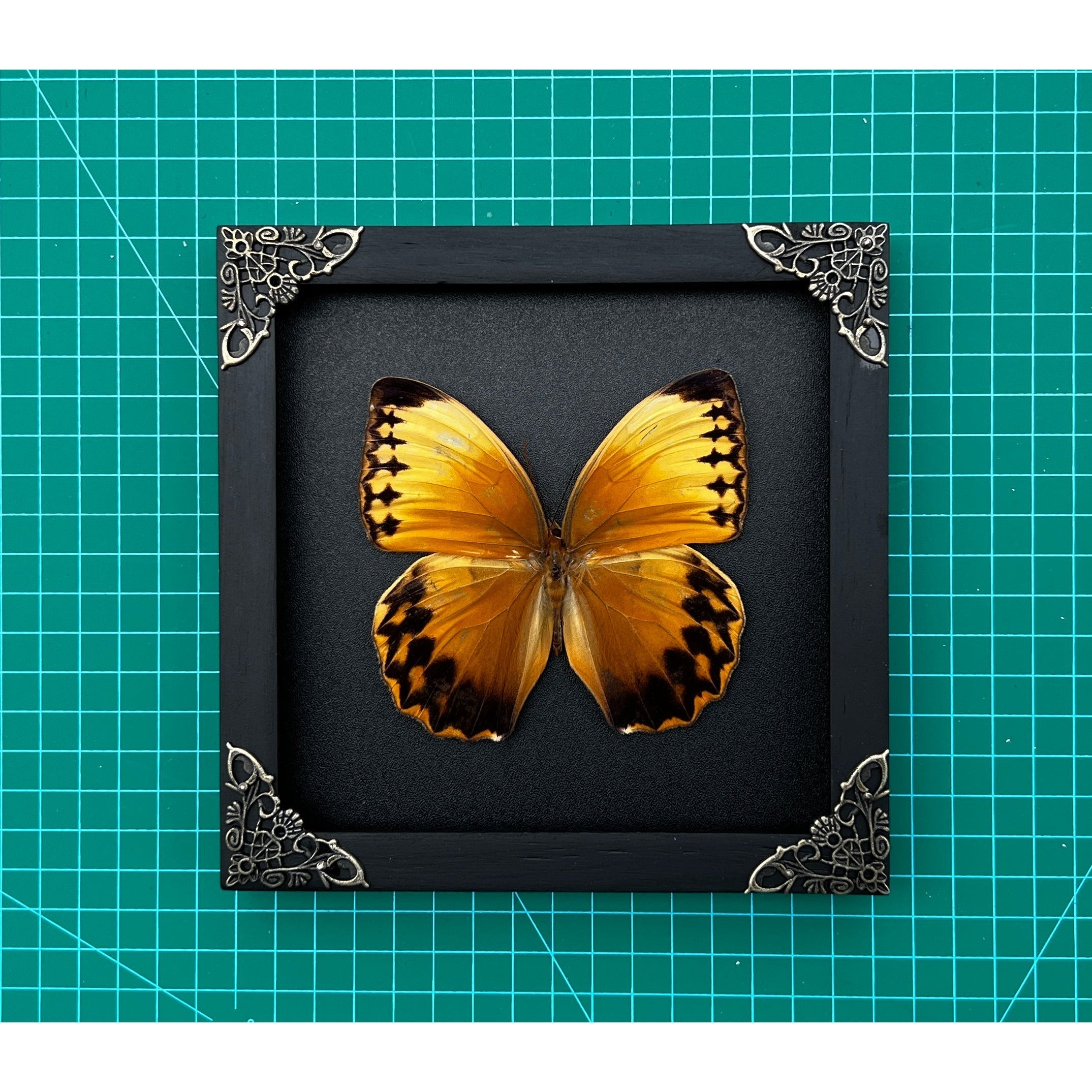 Real Framed Butterfly Wooden Shadow Box Insect Taxidermy - Stichopthalma Louisa - Vinacreations