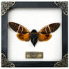 Real Framed Cicada Beetle Butterfly Shadow Box Insect Unique Entomology Specimen Oddities Taxidermy Collection Wall Art Home Decor Gallery K16-50-TR - Vinacreations