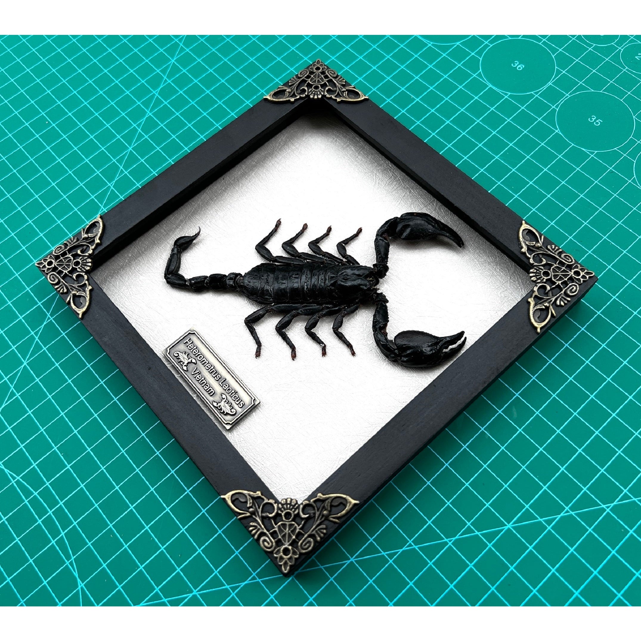 Real Framed Scorpion Shadow Box Dried Insect Taxidermy Bug Oddities Specimen Display Tabletop Wall Art Home Decor Living Hanging Gallery K16-51-TR - Vinacreations