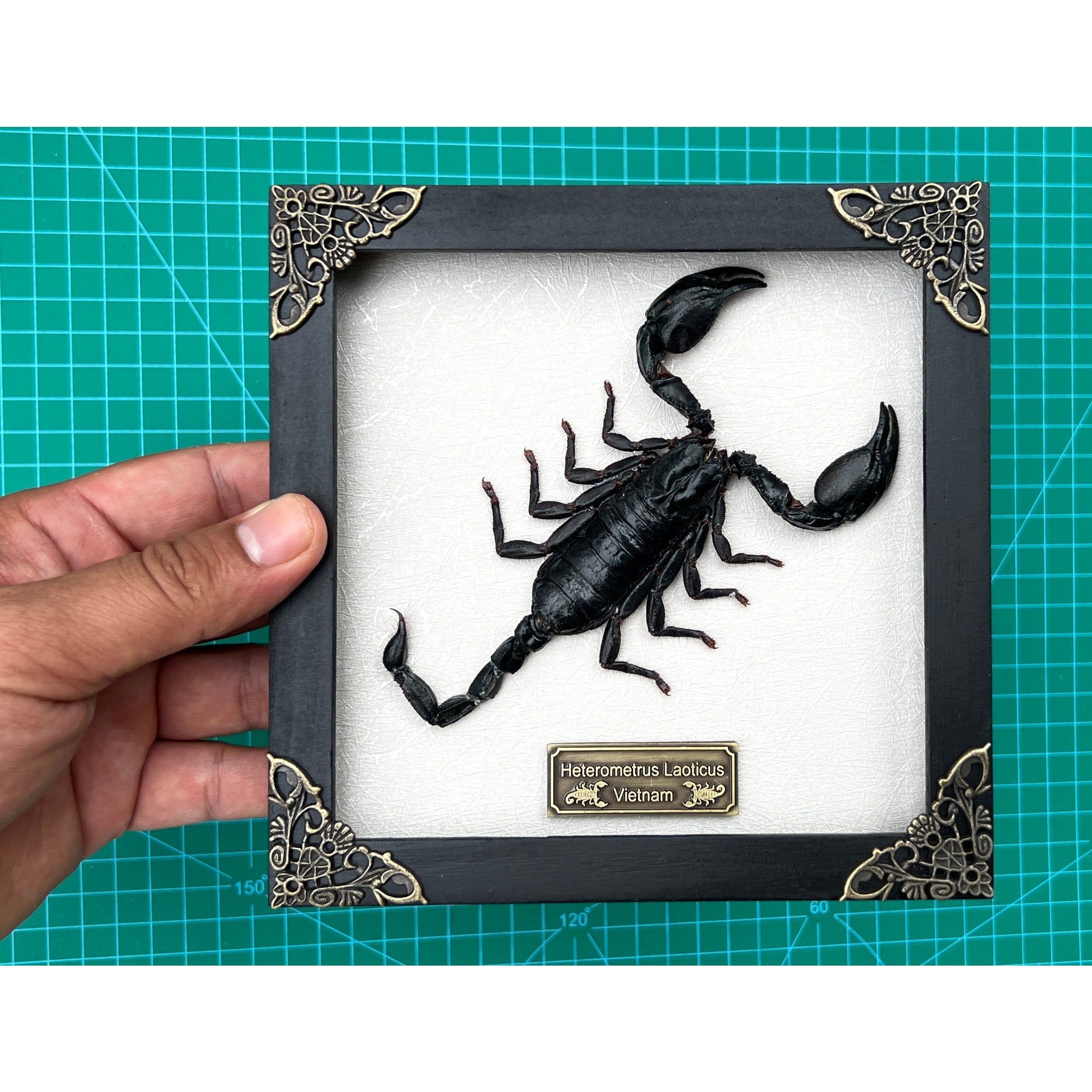 Real Framed Scorpion Shadow Box Dried Insect Taxidermy Bug Oddities Specimen Display Tabletop Wall Art Home Decor Living Hanging Gallery K16-51-TR - Vinacreations