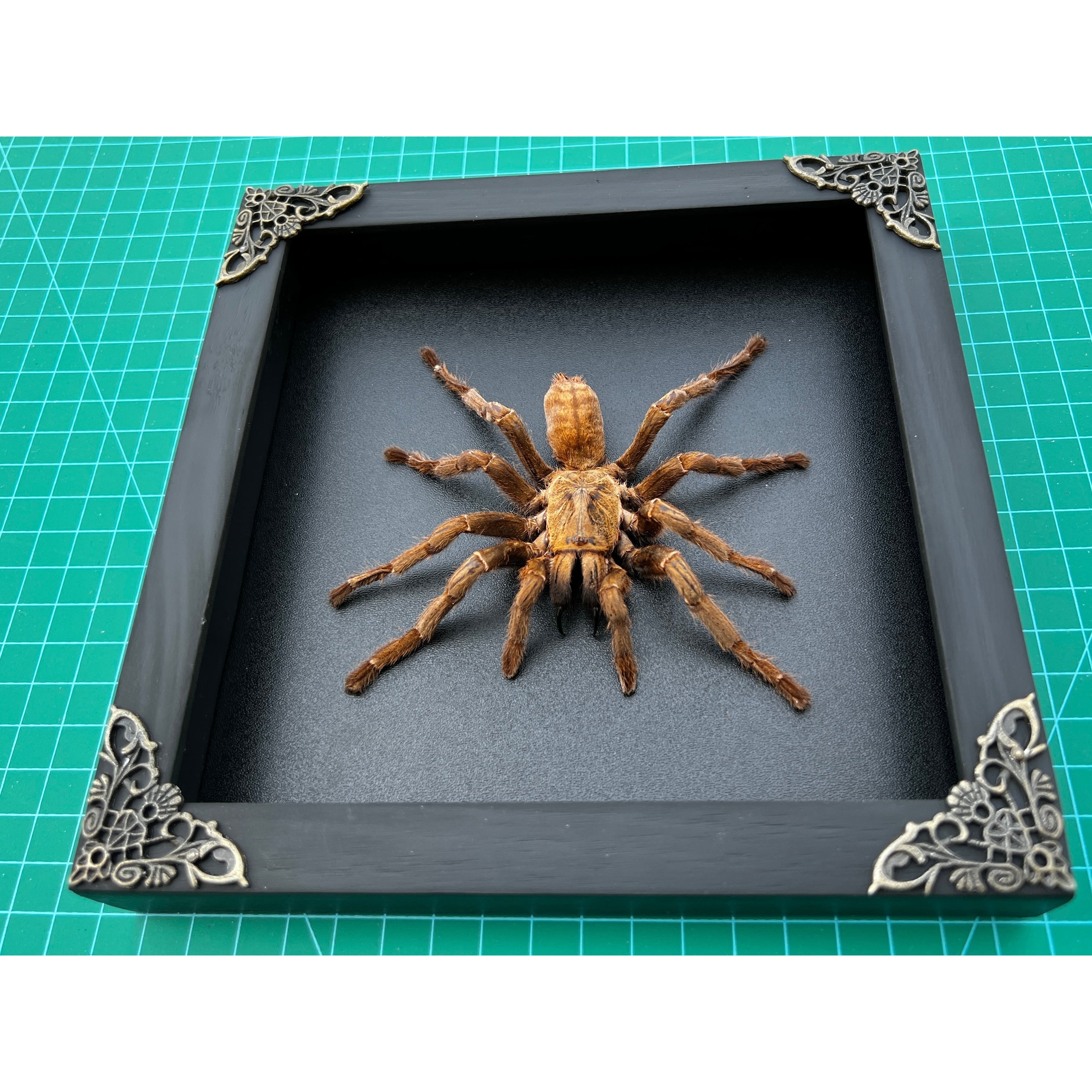 Real Framed Spider Shadow Box Bug Insect Unique Entomology Specimen Oddity Taxidermy Collection Tabletop Wall Art Home Decor Living Gallery K16-56-DE - Vinacreations