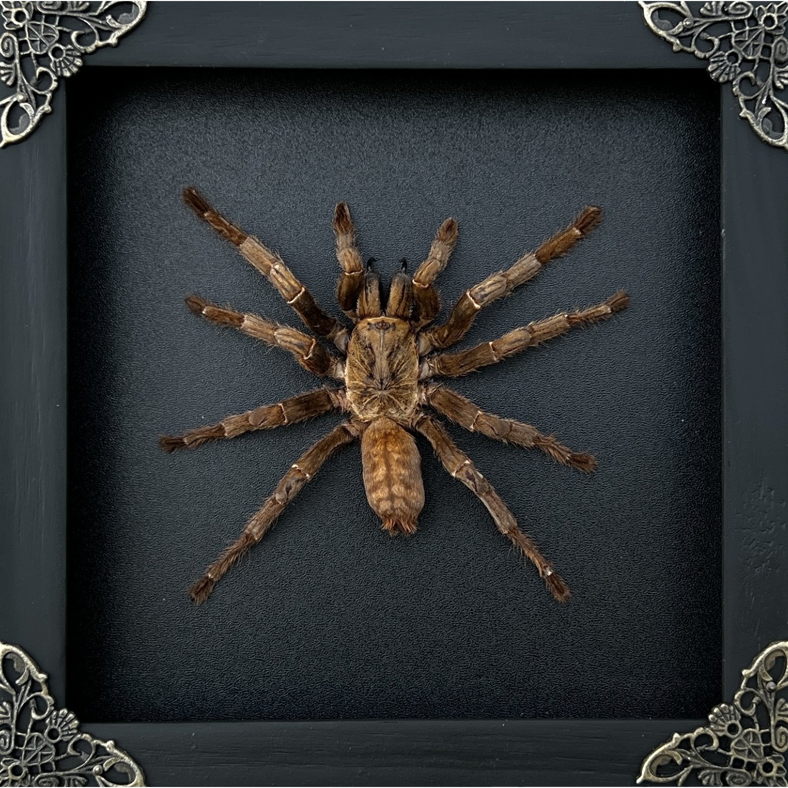 Real Framed Spider Shadow Box Bug Insect Unique Entomology Specimen Oddity Taxidermy Collection Tabletop Wall Art Home Decor Living Gallery K16-56-DE - Vinacreations