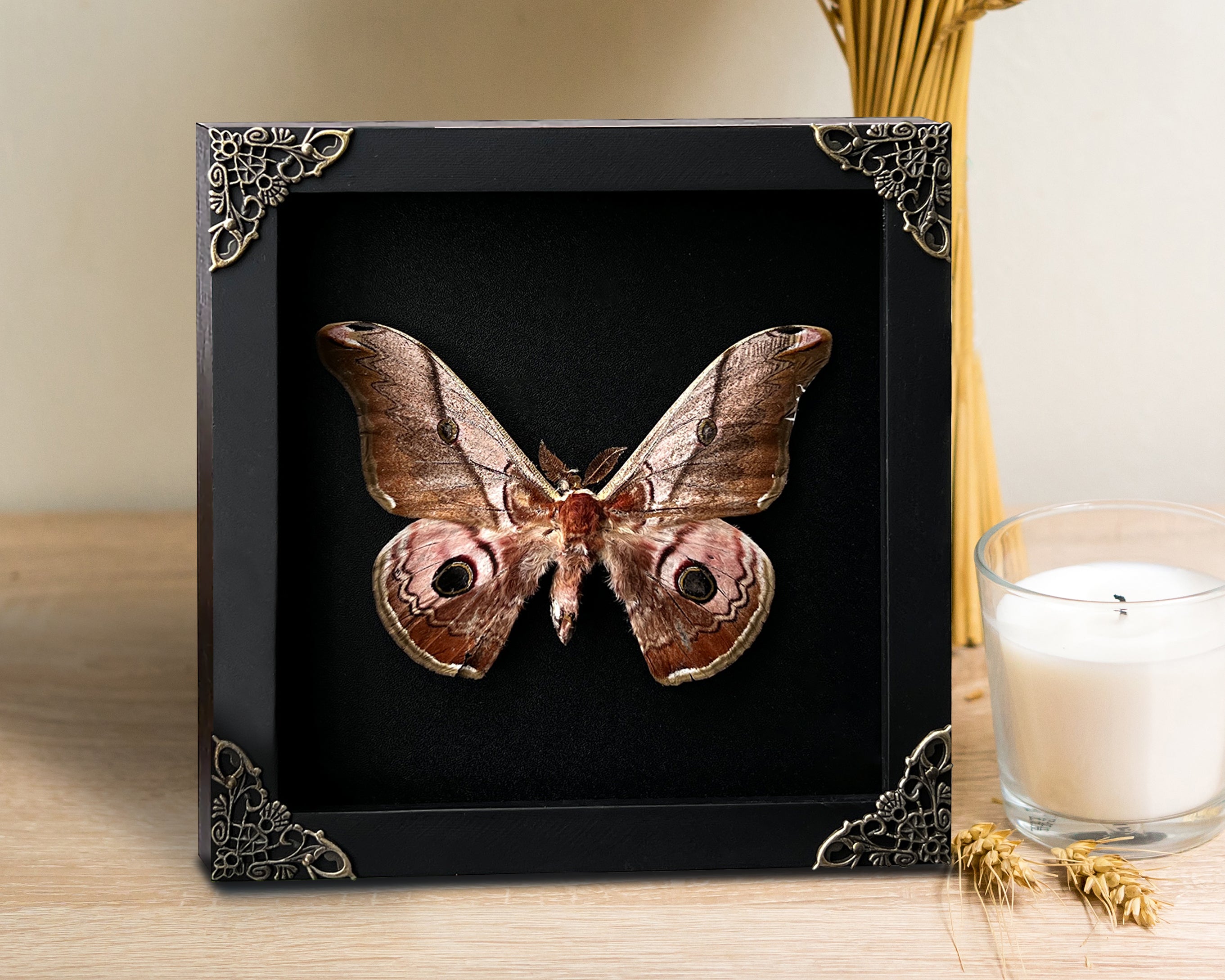 Vinatimes Real Framed Saturnia Pyra Moth Black Frame Butterfly Handmade Shadow Box Entomology Specimen Taxidermy Wall Decoration Artwork Home Decor K18-27-DE