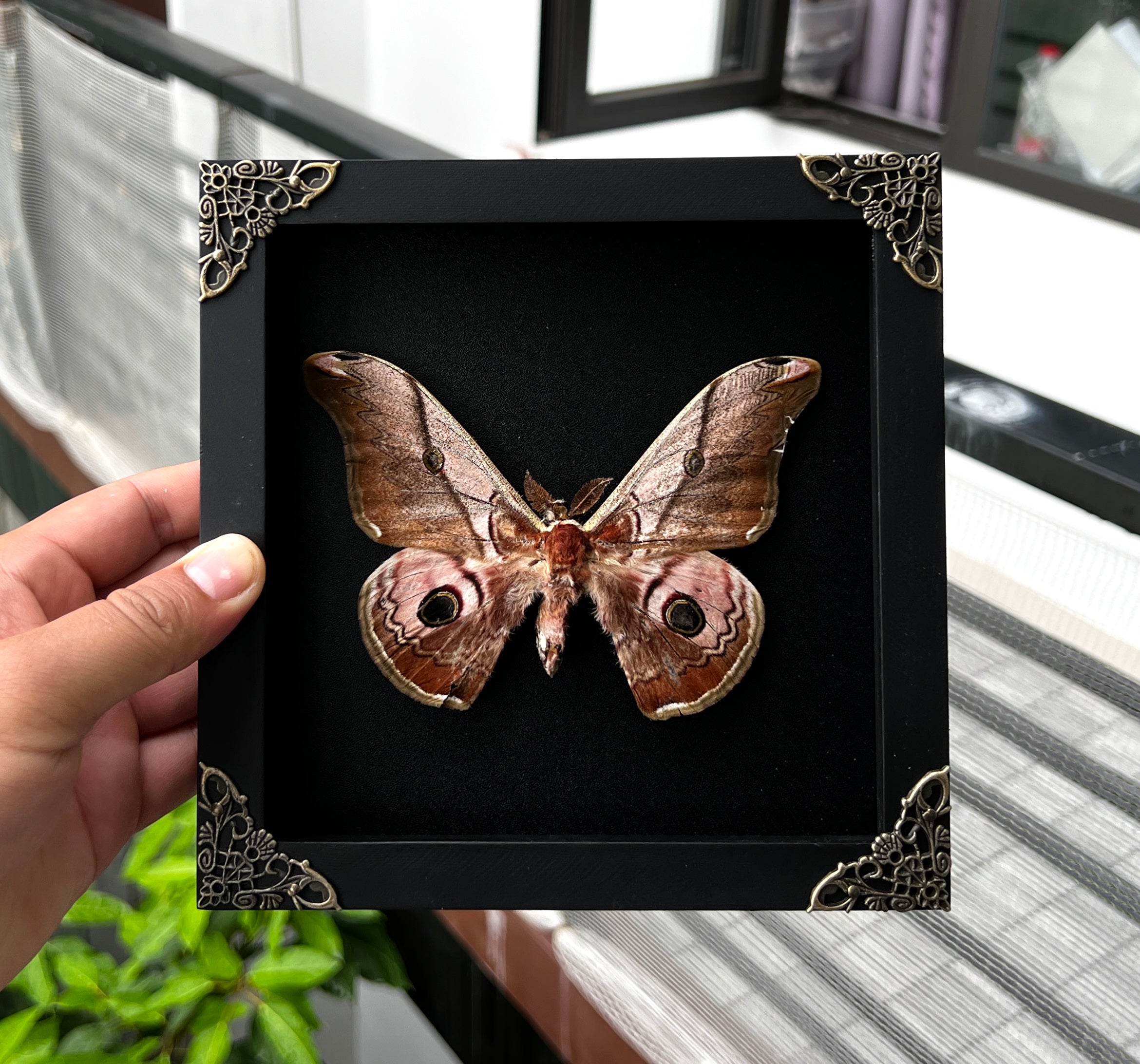 Vinatimes Real Framed Saturnia Pyra Moth Black Frame Butterfly Handmade Shadow Box Entomology Specimen Taxidermy Wall Decoration Artwork Home Decor K18-27-DE