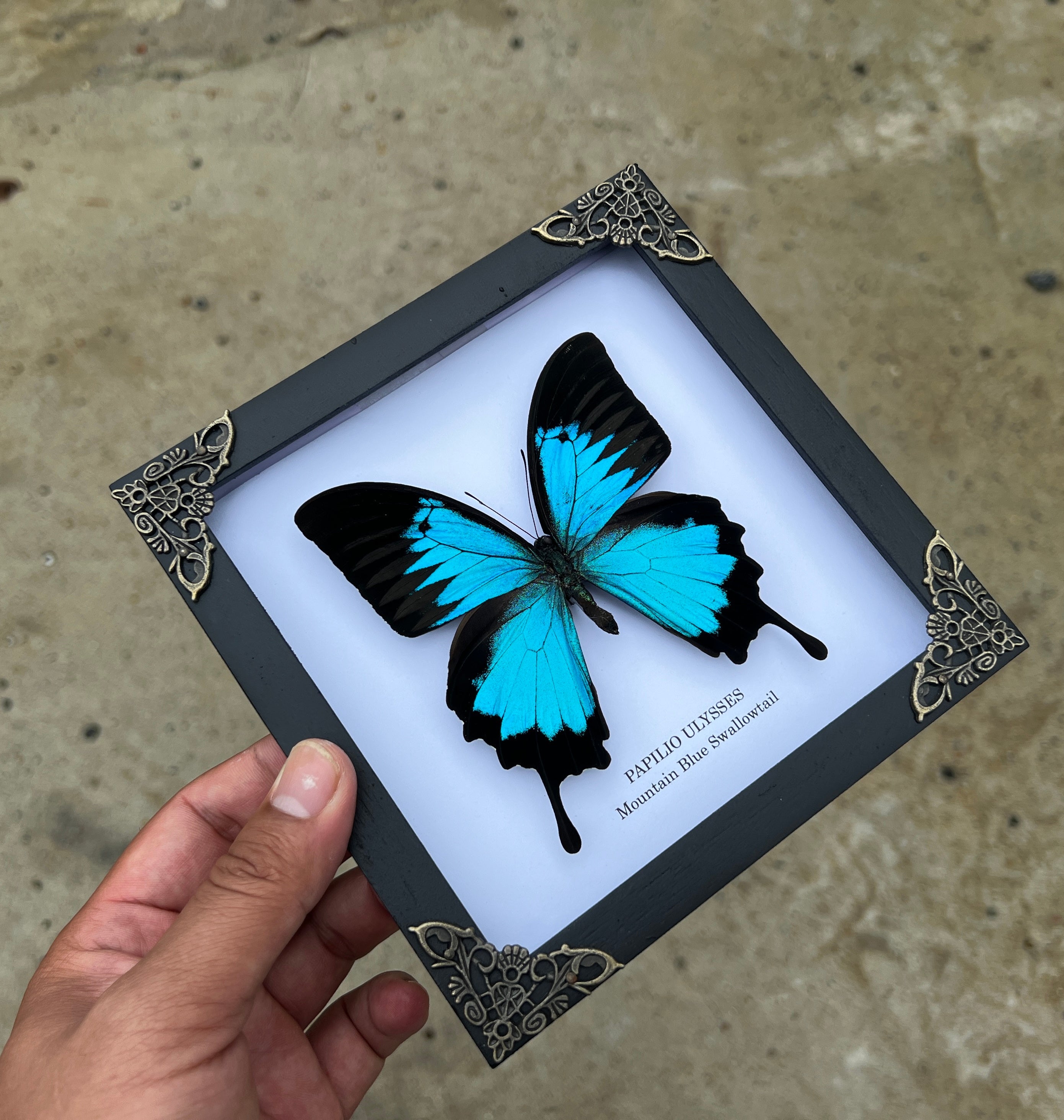 Vinatimes Real Framed Blue Swallowtail Butterfly Handmade Wooden Frame Shadow Box Dried Insect Bug Dead Lover Taxidermy Specimen Display Tabletop Wall Art Hanging Artwork Home Decor Reading Gallery K16-28-TR - Vinacreations