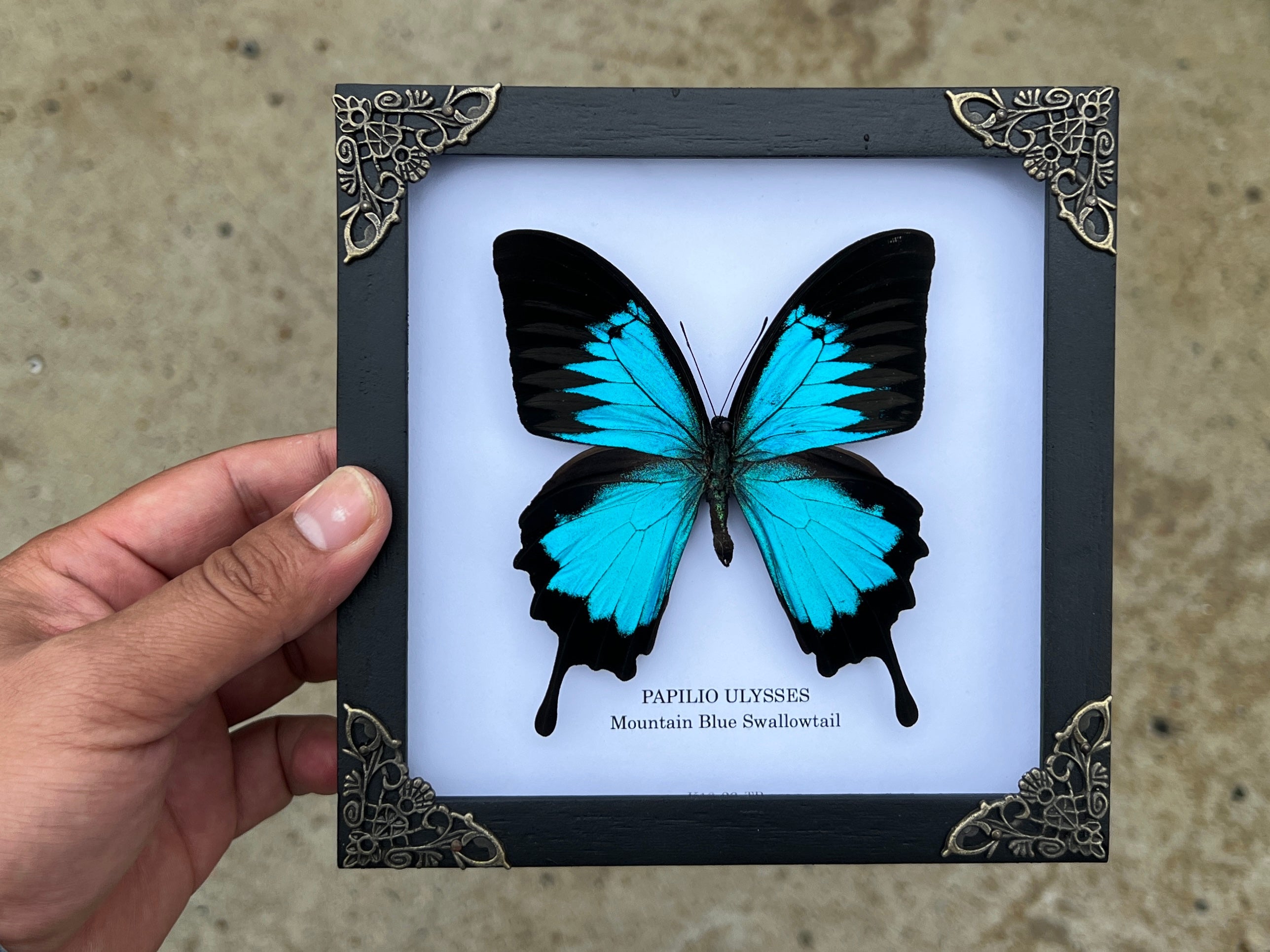 Vinatimes Real Framed Blue Swallowtail Butterfly Handmade Wooden Frame Shadow Box Dried Insect Bug Dead Lover Taxidermy Specimen Display Tabletop Wall Art Hanging Artwork Home Decor Reading Gallery K16-28-TR - Vinacreations