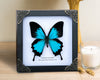 Load image into Gallery viewer, Vinatimes Real Framed Blue Swallowtail Butterfly Handmade Wooden Frame Shadow Box Dried Insect Bug Dead Lover Taxidermy Specimen Display Tabletop Wall Art Hanging Artwork Home Decor Reading Gallery K16-28-TR - Vinacreations
