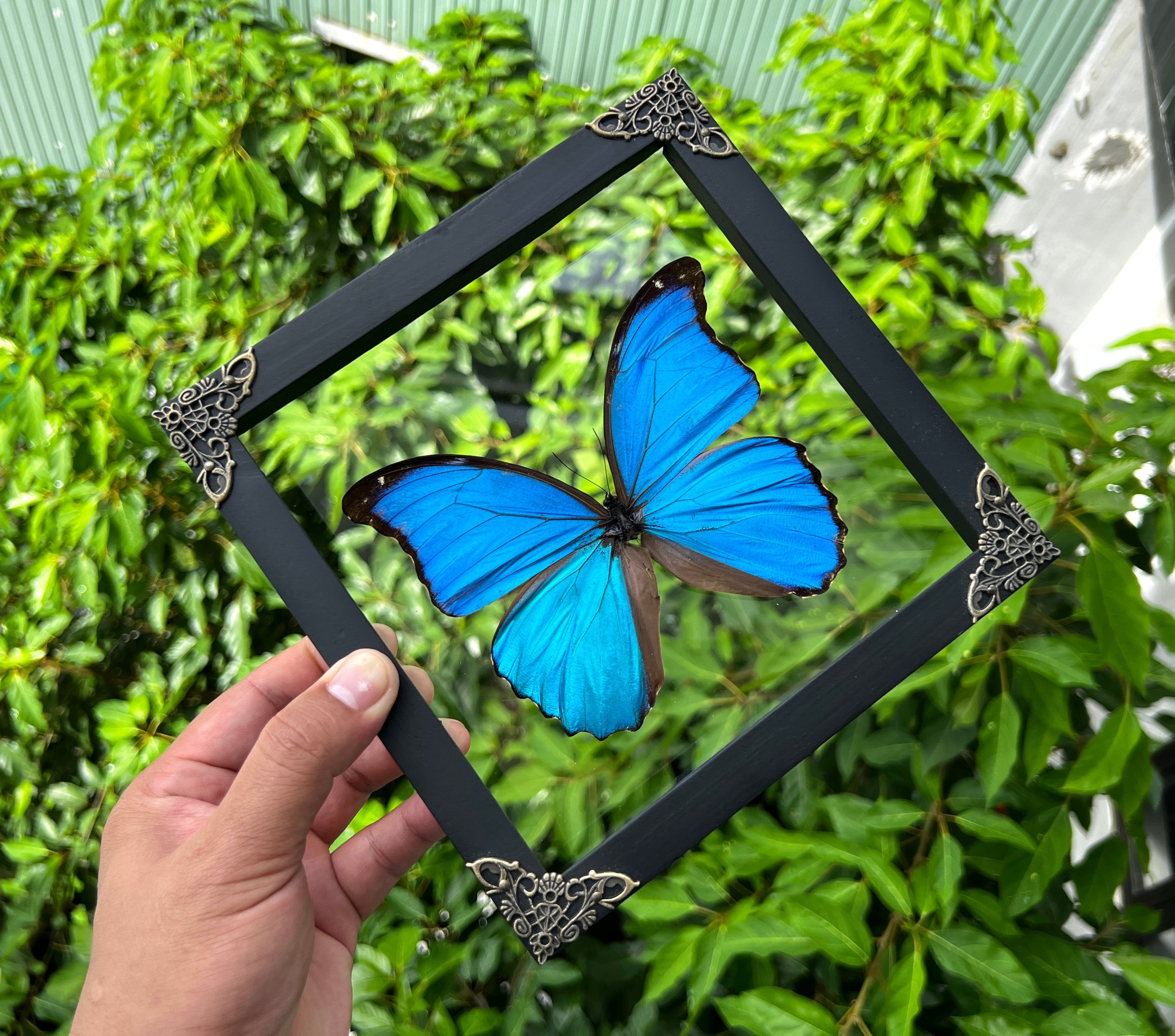 Vinatimes Real Framed Morpho Butterfly Handmade Glass Frame Shadow Box Dried Insect Lover Taxidermy Dead Bug Specimen Display Tabletop Wall Art Hanging Decoration Home Decor Living Reading Gallery K19-22-KINH - Vinacreations