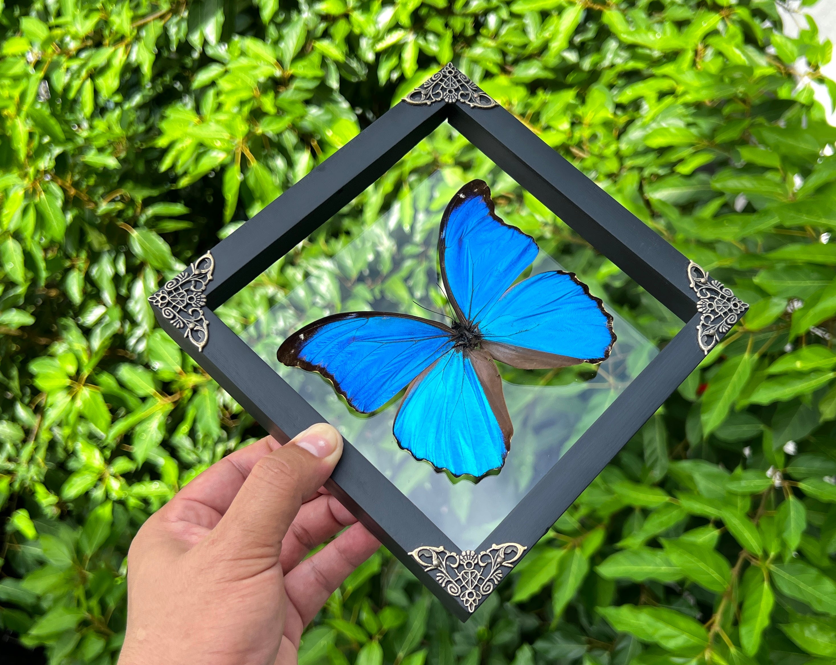 Vinatimes Real Framed Morpho Butterfly Handmade Glass Frame Shadow Box Dried Insect Lover Taxidermy Dead Bug Specimen Display Tabletop Wall Art Hanging Decoration Home Decor Living Reading Gallery K19-22-KINH - Vinacreations